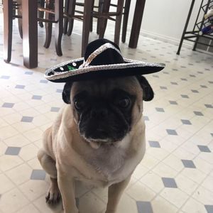 Meet your Posher, Chris